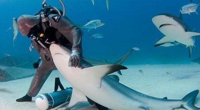 1996年，一位女性潜水者在潜水时，看到一只鲨鱼的牙上挂着一根大钩子，便帮助它把