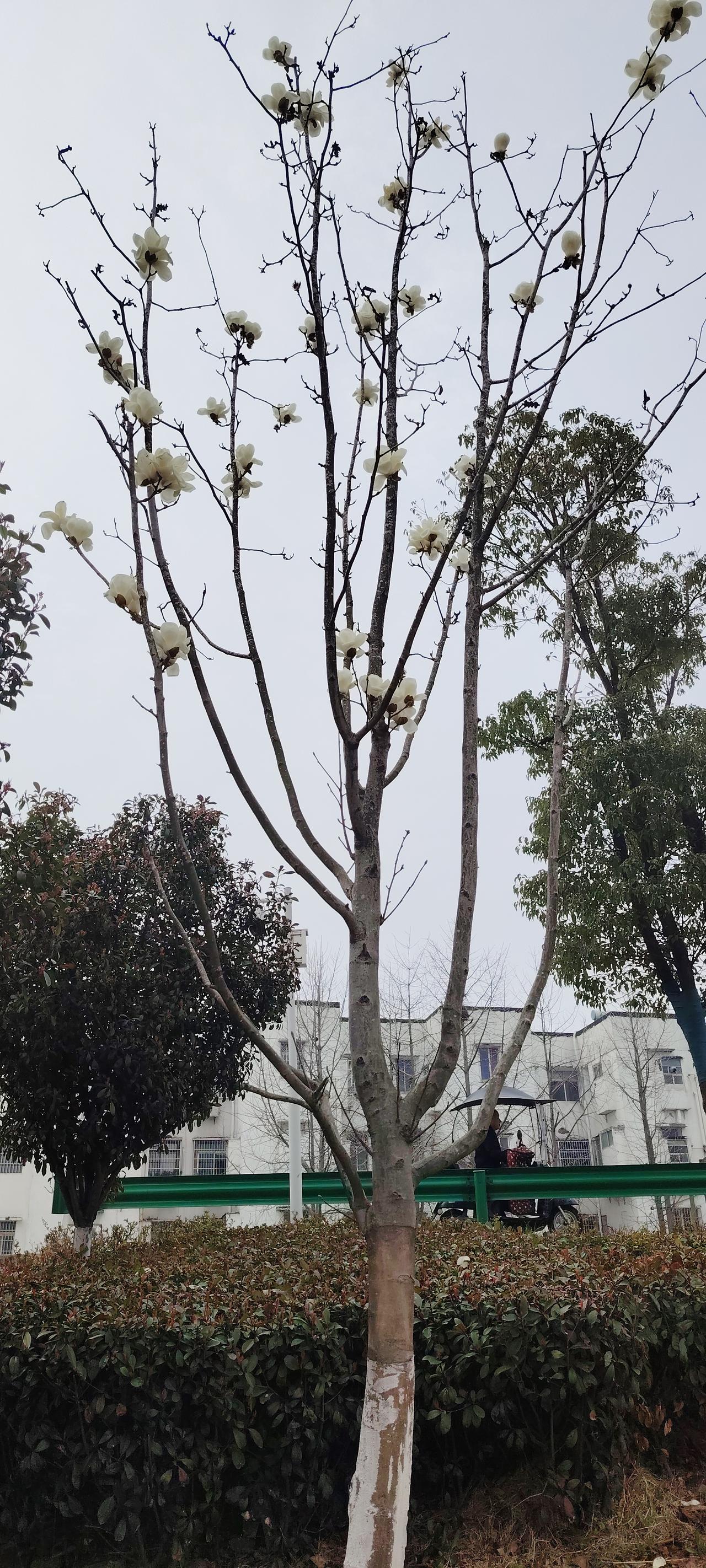 天南地北大拜年网上说苹果丝里放鸡蛋加面粉，搅拌以后，放锅里煎，两面金黄，外焦里糯