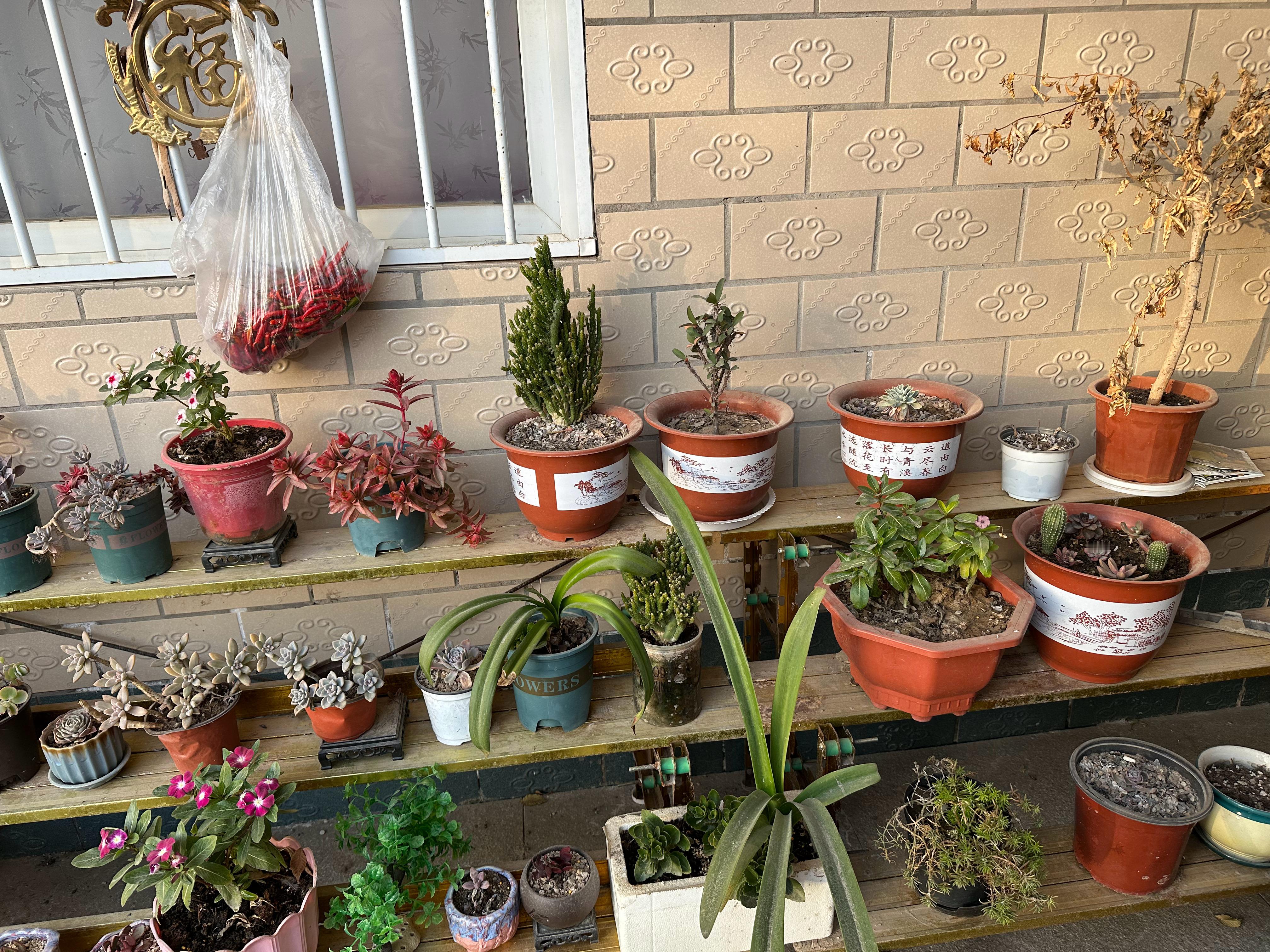 大半年不回来，这一排盆摘，急需我的浇水