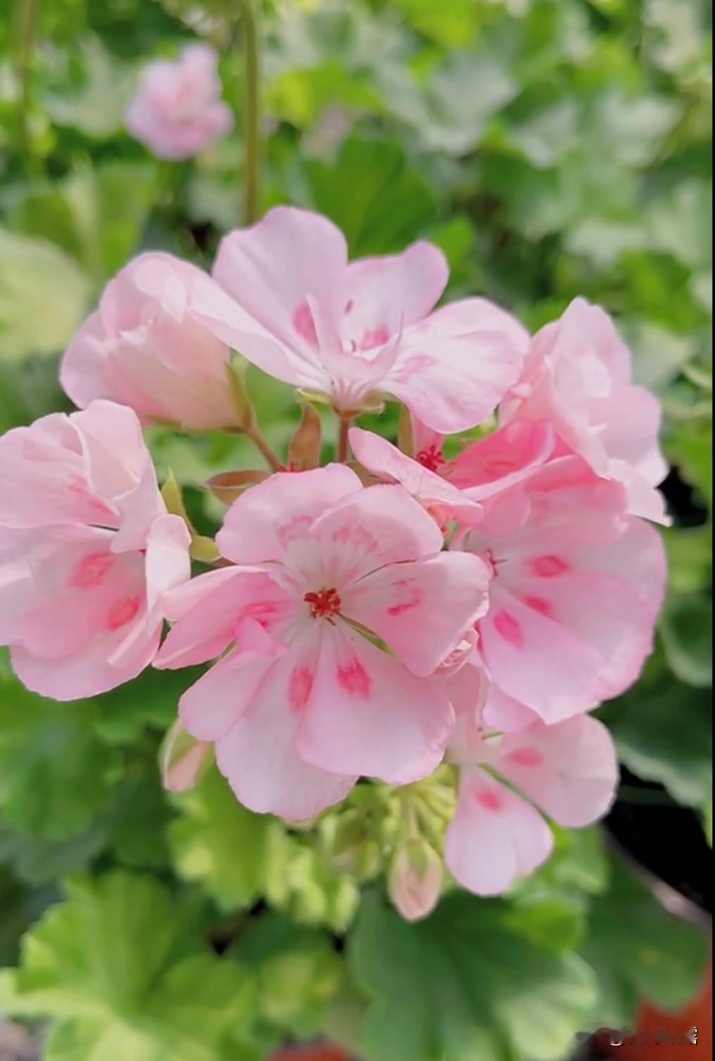 人面不知何处去，桃花依旧笑春风。——崔护《题都城南庄》