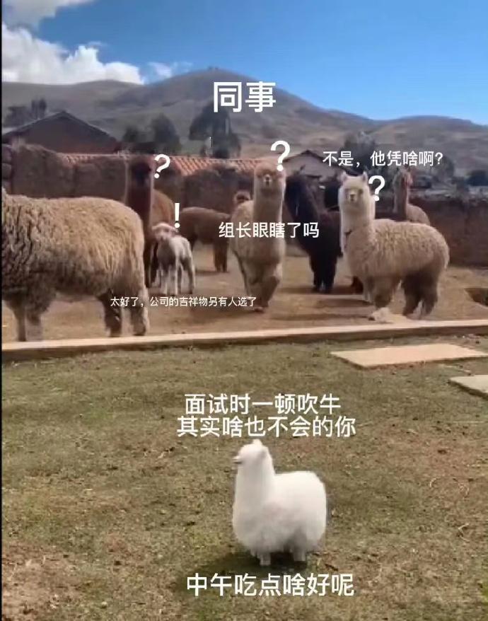 当你靠着吹牛进了公司时：