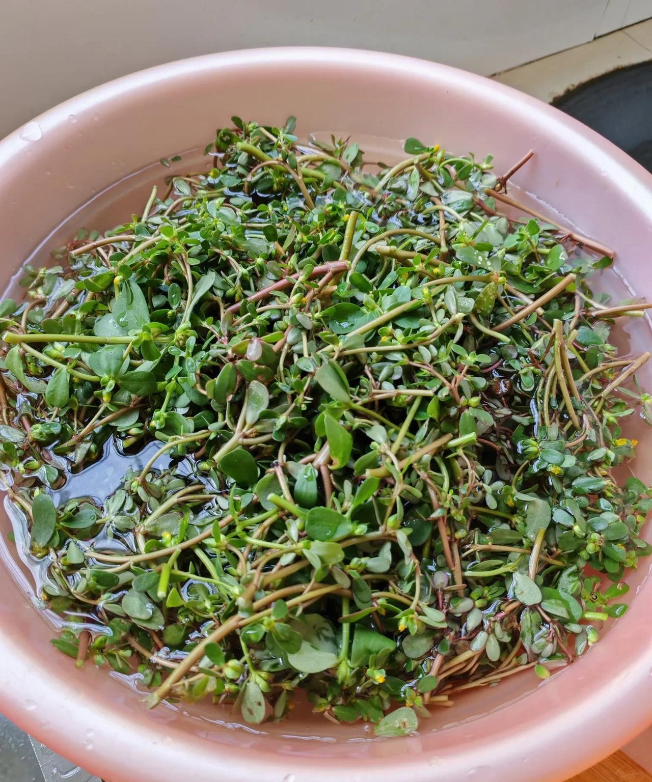 马齿苋，这种野菜只有湖北才有吧？也只有湖北人才会吃这个菜？反正我觉得好吃，还可以