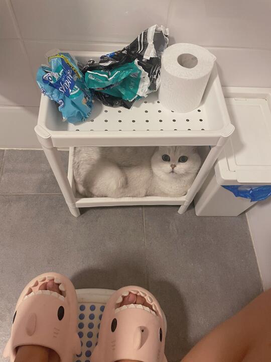 家人们猫太黏我了怎么办