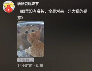 小猫：喵喵看我的武魂真身小猫：喵喵看我的武魂真身动物奇遇记