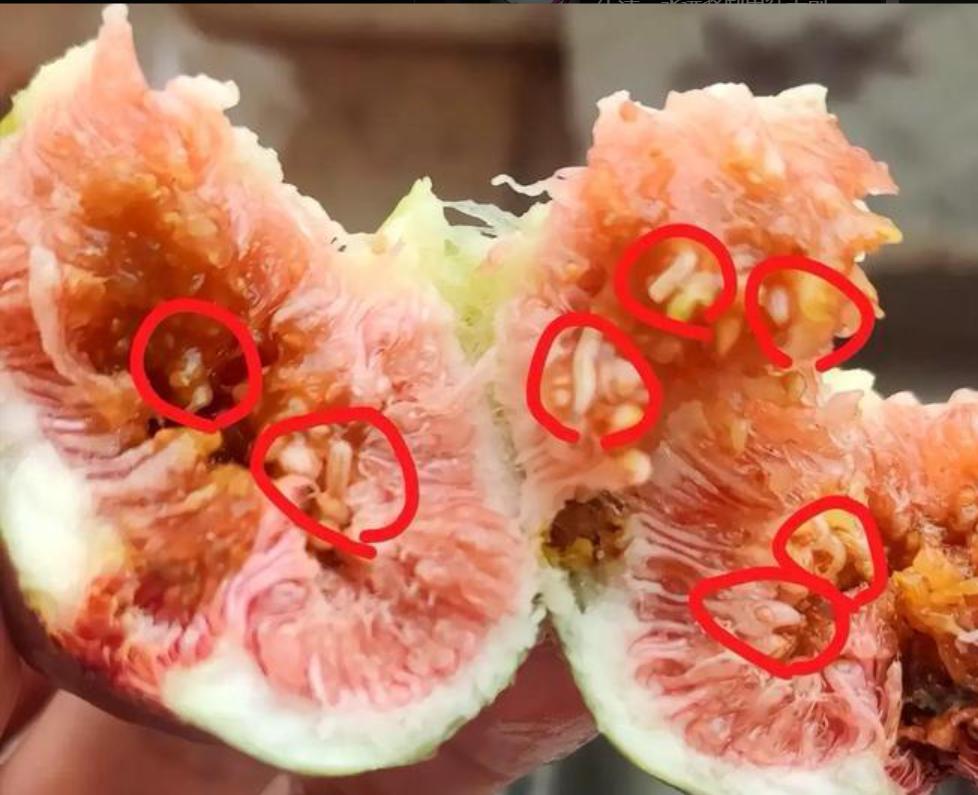 我妈偷吃“纯天然野菜”中毒后，医生怒斥：你追求的“无添加”，正在要你的命！】我