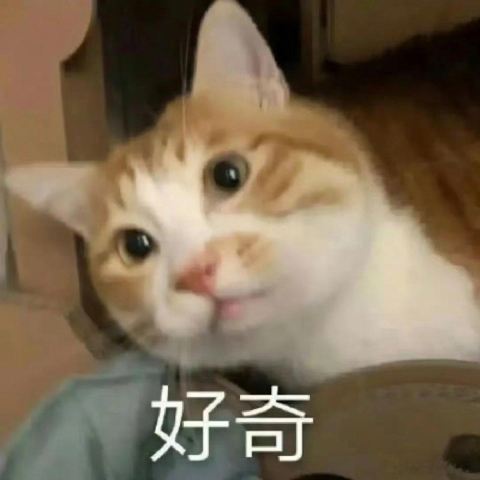 可爱小猫表情包。