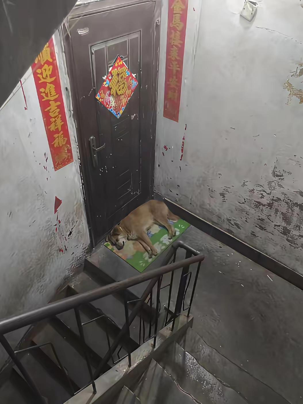 流浪狗天天喂，这不，都不走了，把这里当成自己的家了。好心人还给铺了个毯子。