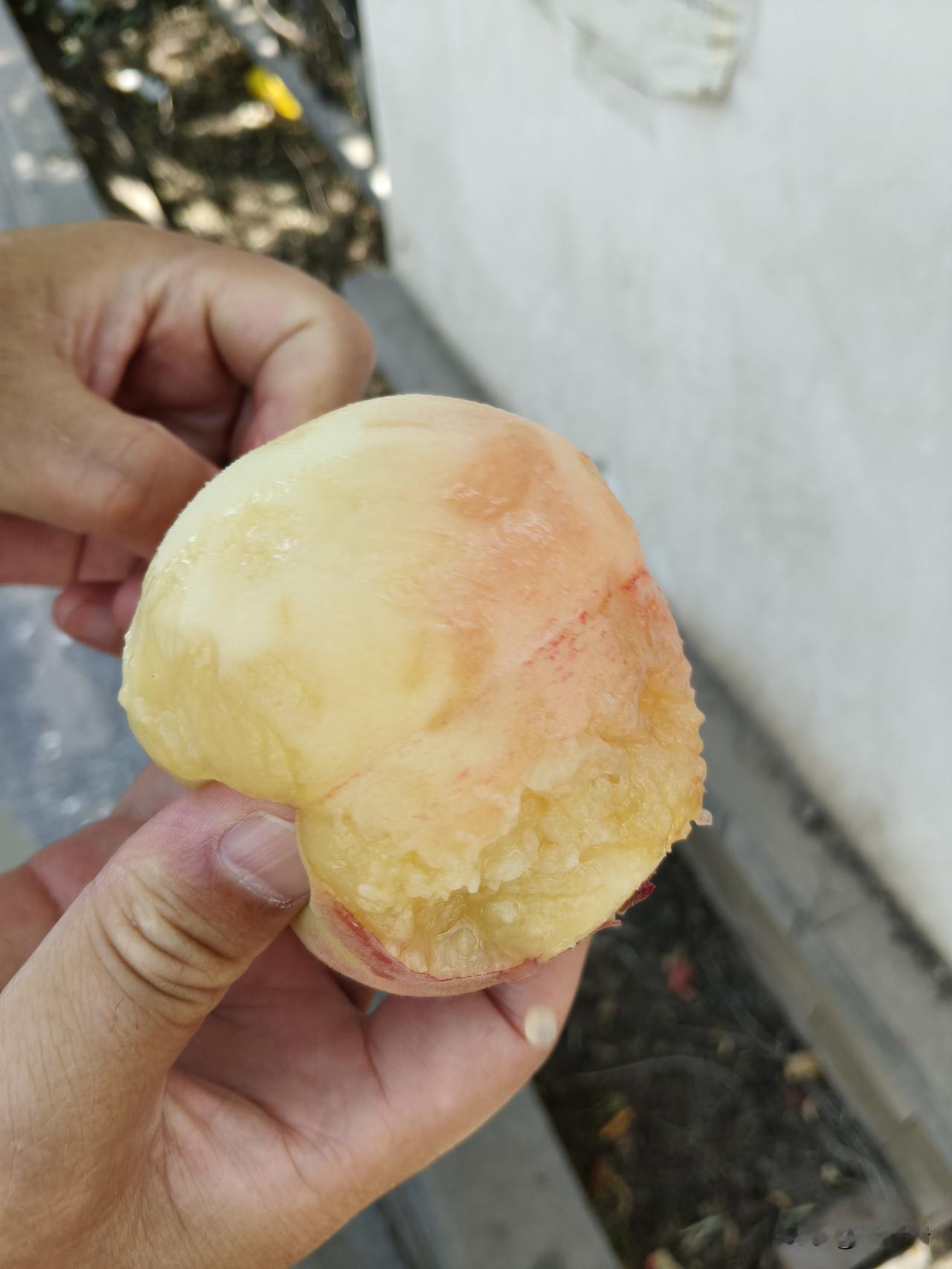 这是地地道道的兰州安宁黄家滩村这桃园里的桃子，直接从树上摘下来就是软的，桃子个头