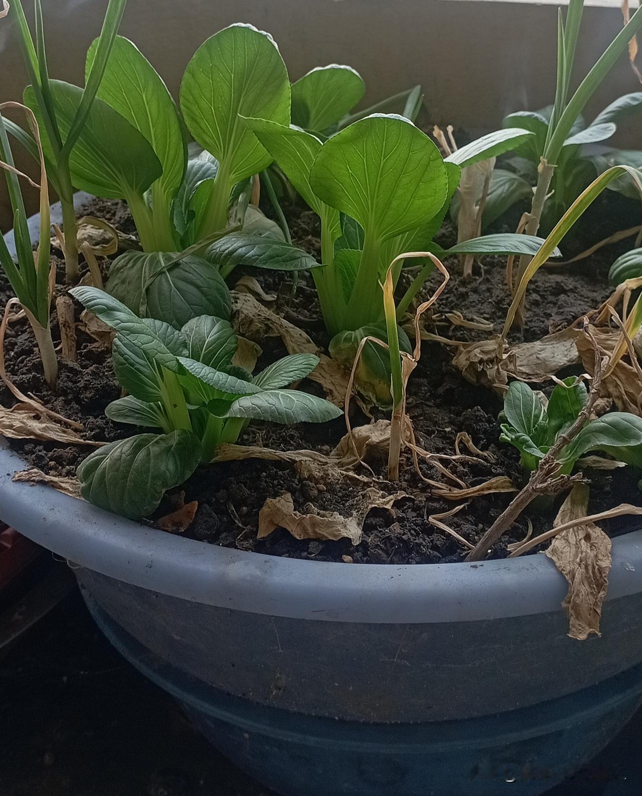 我家老太太也真是的，花3块钱买了十几棵青菜苗，栽在废旧的两个塑料盆里，放在没有阳