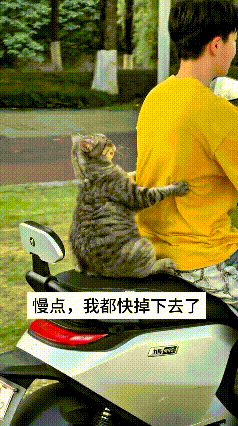 这只小猫咪也太有意思啦，跟着主人坐电动车出门，也没有安全带防护，就稳稳坐在后座上
