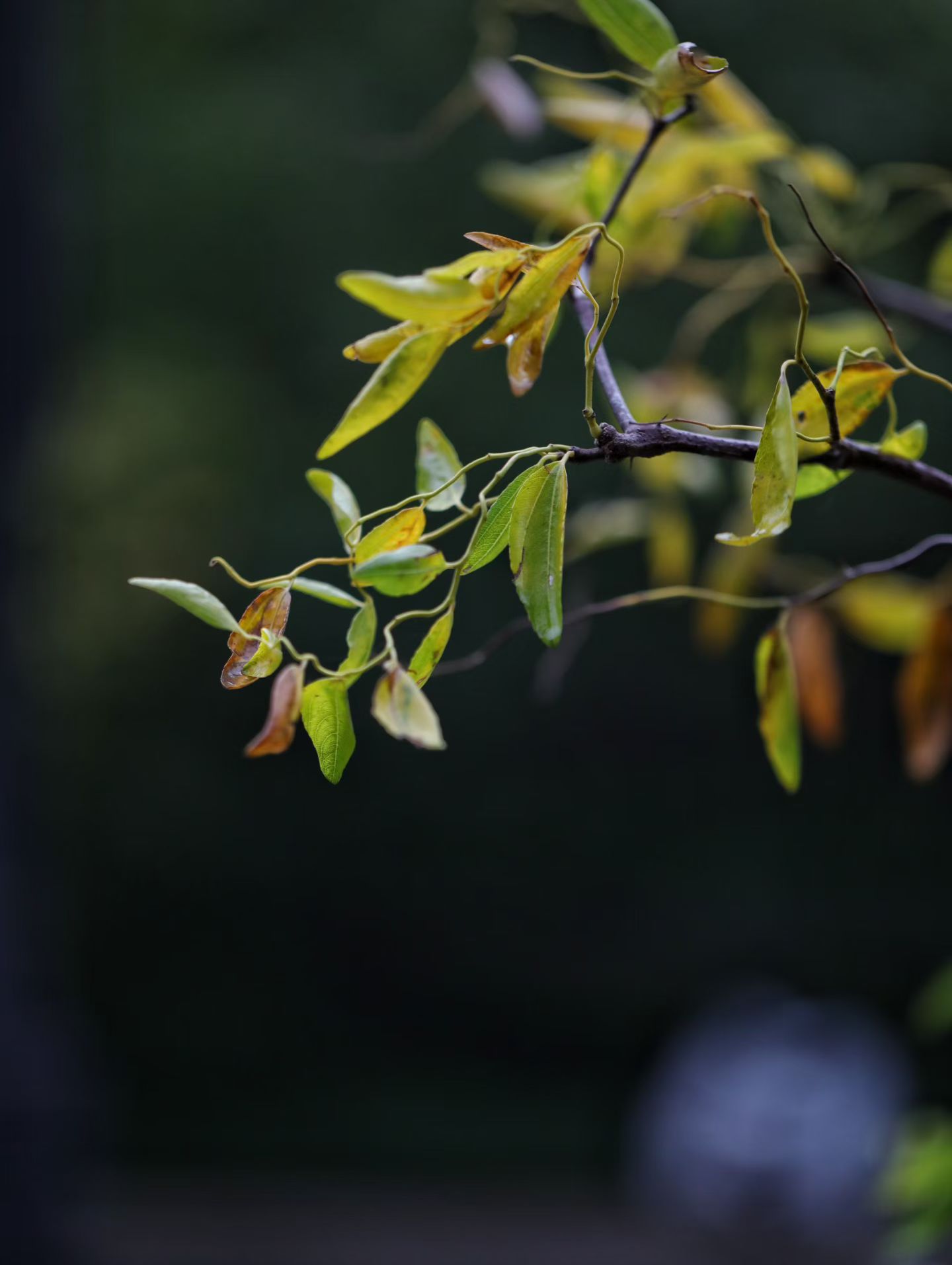 用随缘的心，去自信的活，不讨好轻慢，许本心舒然。​​​