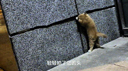 哎呀妈呀老铁们，看完心都揪起来了！路边偶遇一只小橘猫，一个劲儿扒拉墙缝使劲抠，