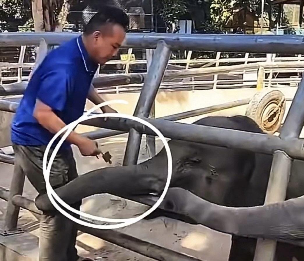 最近云南三只小象“念念”“乐宝”“贝儿”的遭遇，让无数网友揪碎了心。有网友拍下视