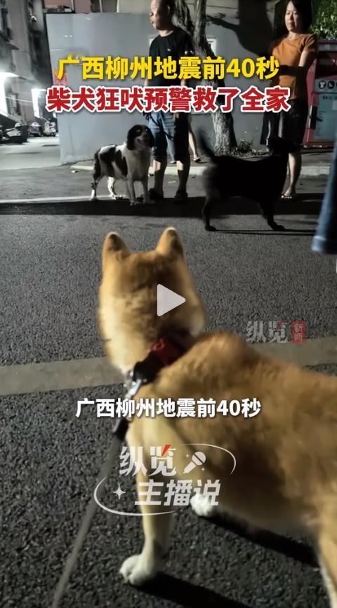 凌晨的广西柳州，监控画面里，一条柴犬突然像发了疯一样，对着卧室狂叫，还不停用爪子