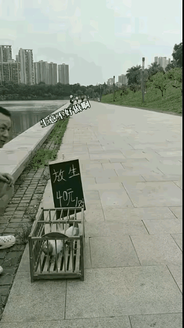 空手套白狼！男子靠两只鸽子循环赚钱，堪称低成本稳赚典范。每天傍晚拎一对鸽