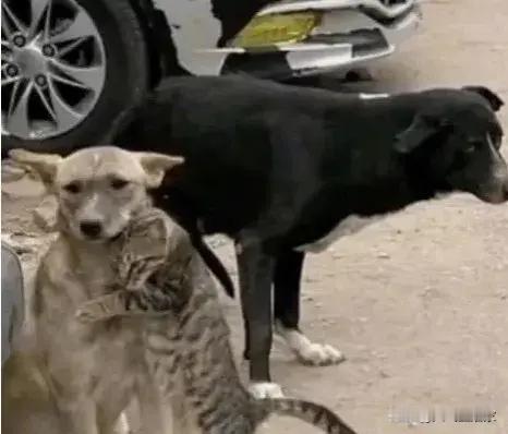 土耳其地震后，被救的猫猫认出了自家狗狗🍋🍋🍋~~​​​