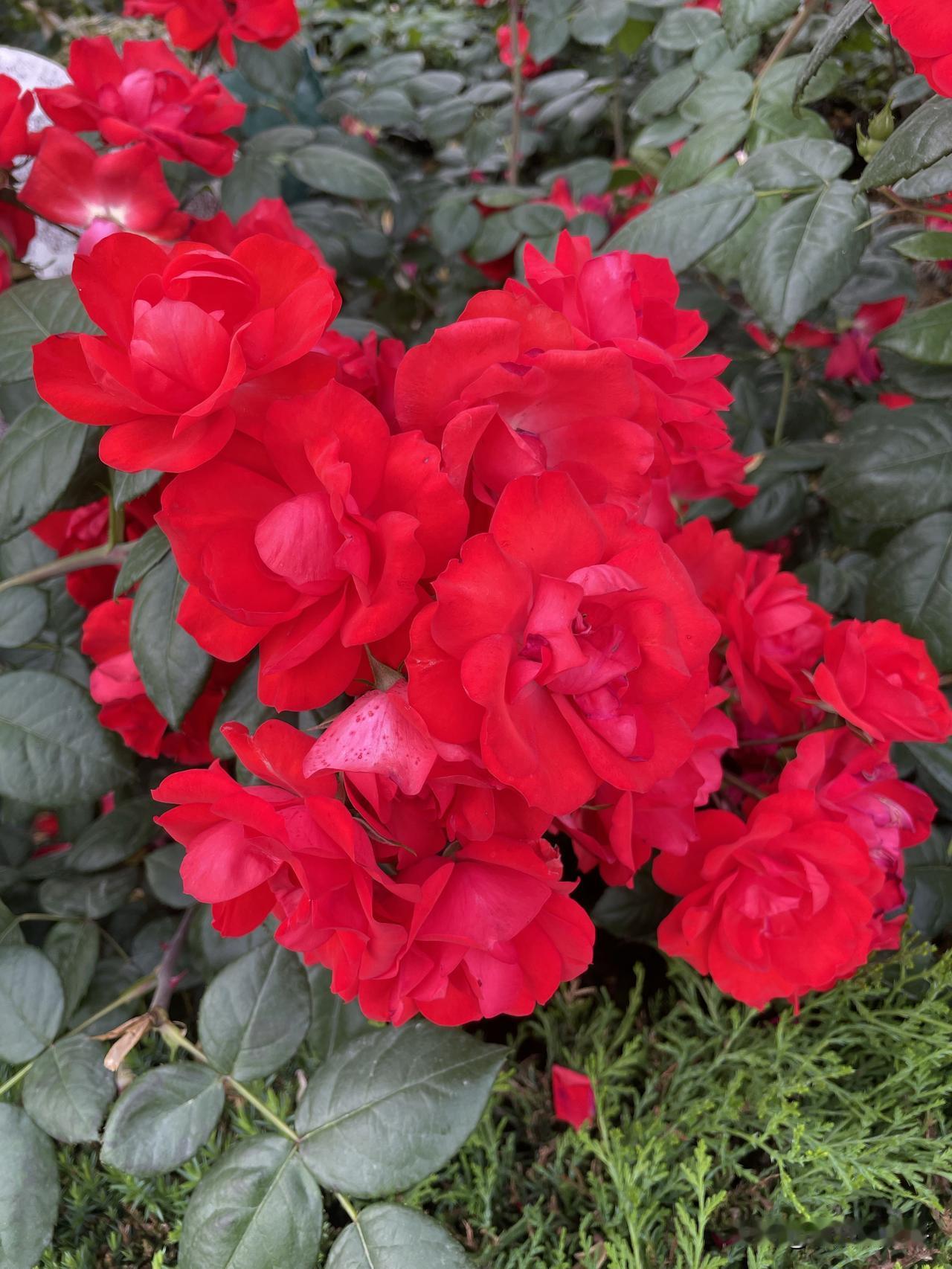 五月是月季花的季节，欣赏月季正当时。