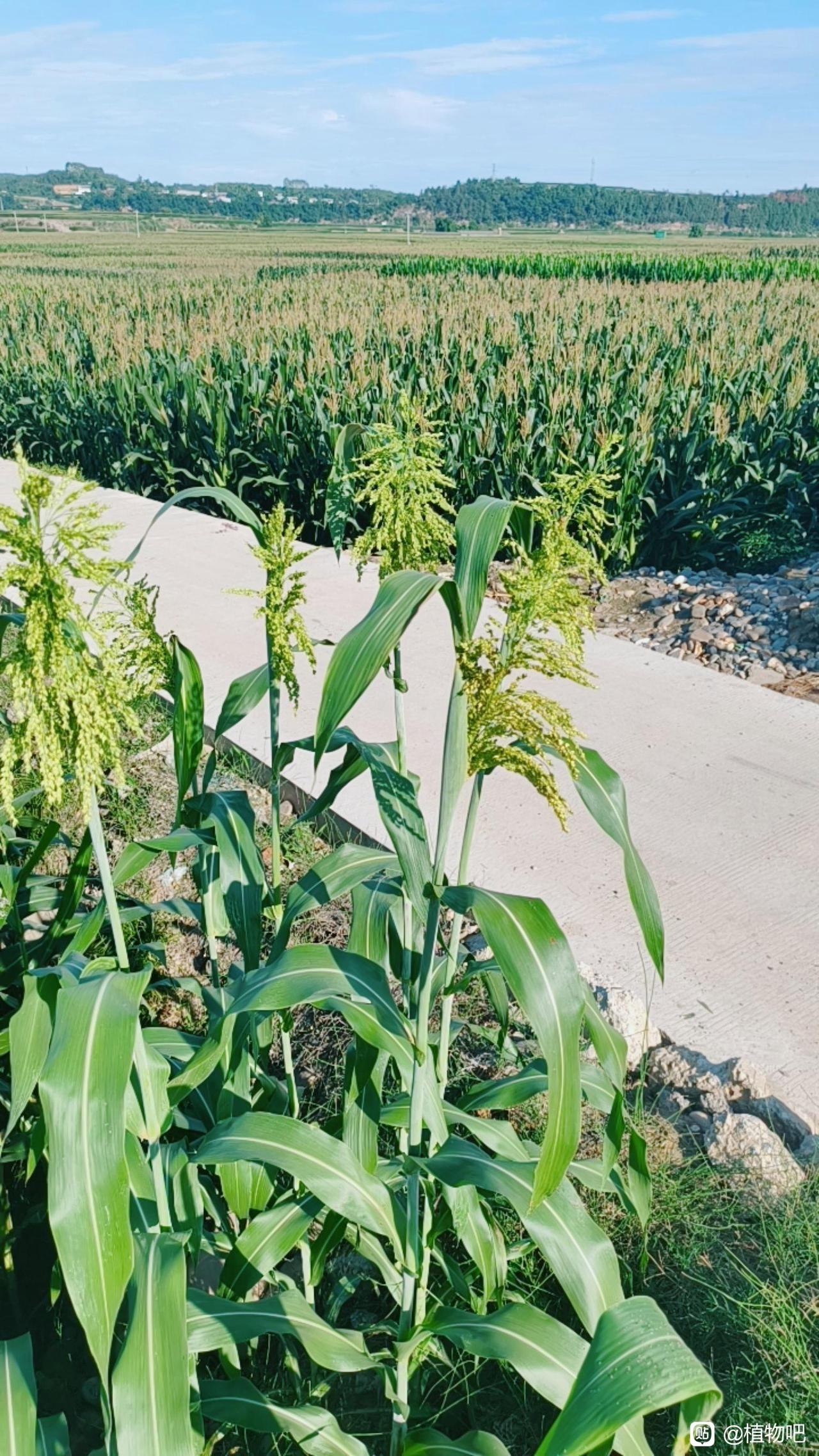 知道这是什么植物吗？叶子像玉米，穗子似稻谷，现在很少有人认得，猜猜它叫啥？