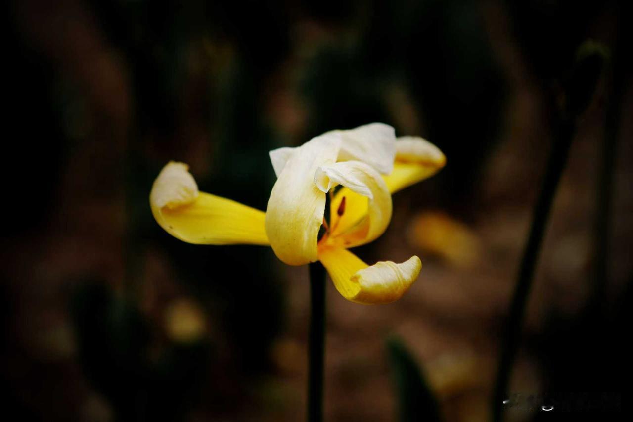 今天又拍了几朵牡丹花各种颜色的牡丹