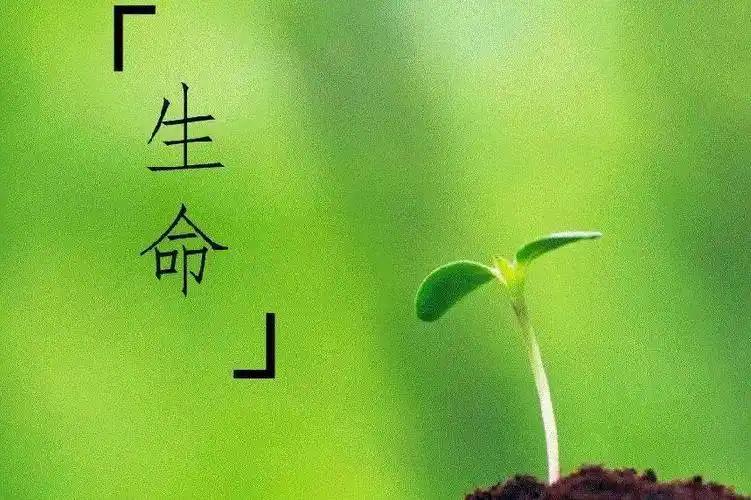 生命的本质是一个深奥且多维度的问题，不同的学科和哲学体系对此有不同的理解。以下是