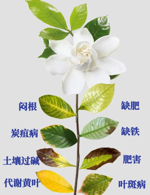 栀子花养不好的看这篇！常见问题和方法总结