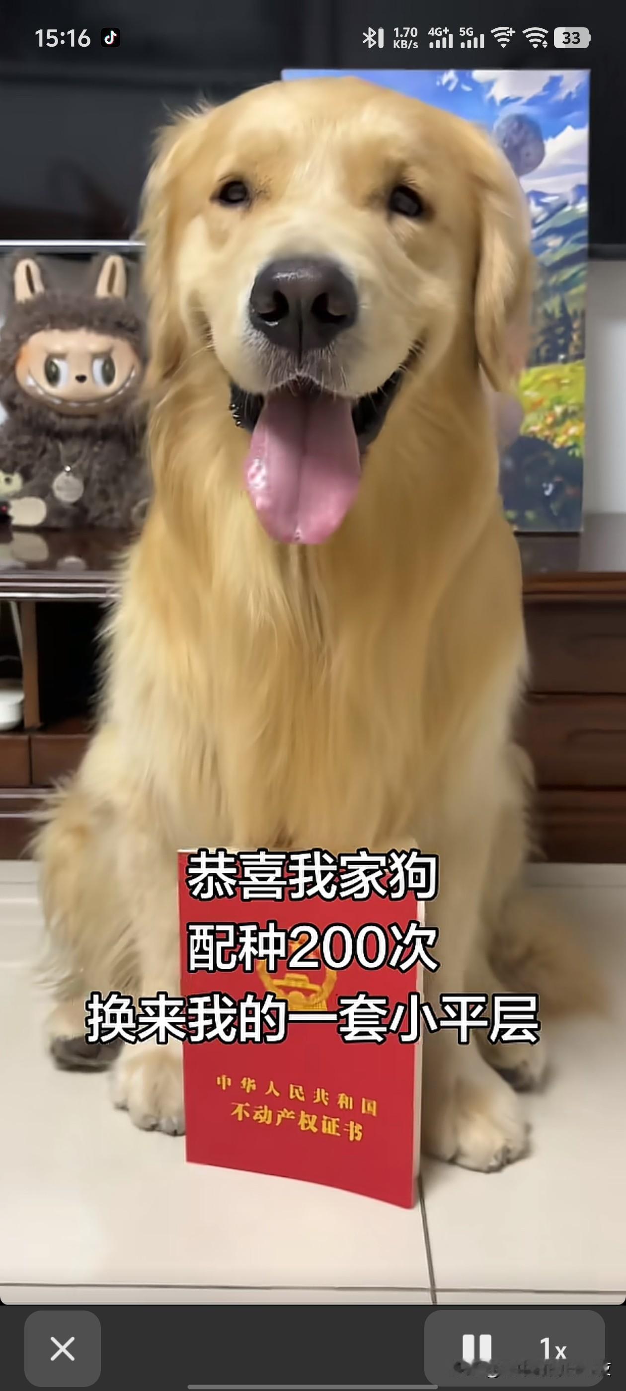 见过卖狗的没见过让狗去卖的[捂脸哭]