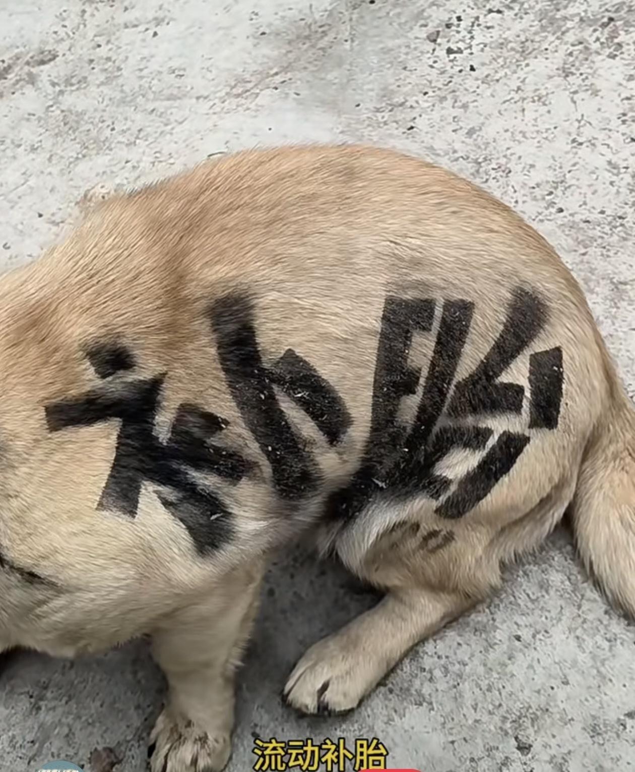 见过花式打广告的，没见过把广告“写”在狗狗身上的！这只毛孩子的毛发被涂上“补
