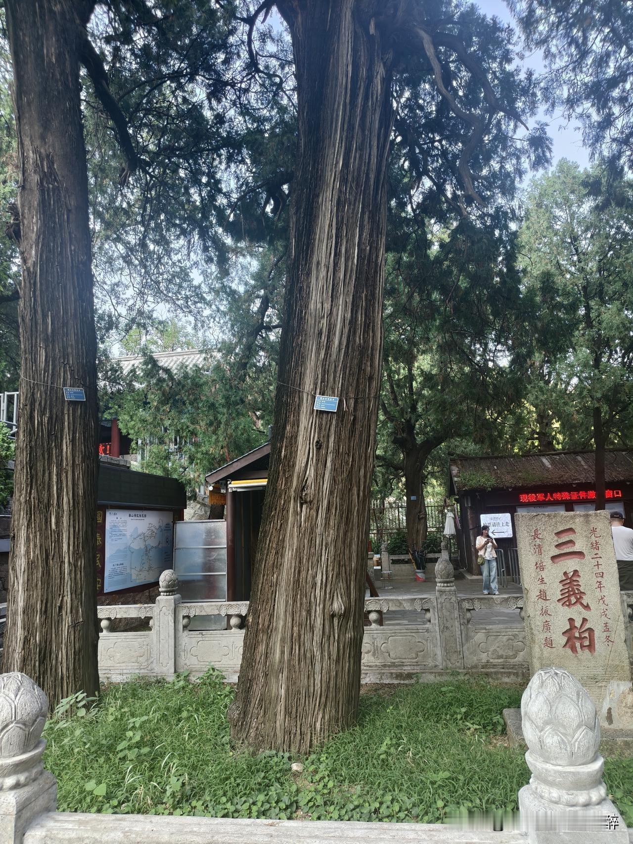 分享一张你在泰山拍的最好看的照片历史悠久的泰山古树巍峨挺拔