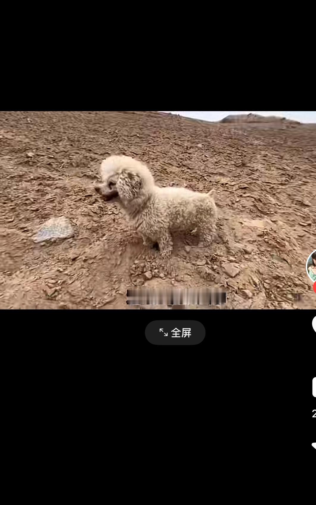 无人区捡到一只流浪狗，当它扑到女子怀里那一刻，大家都忍住别哭戈壁滩上连草都长