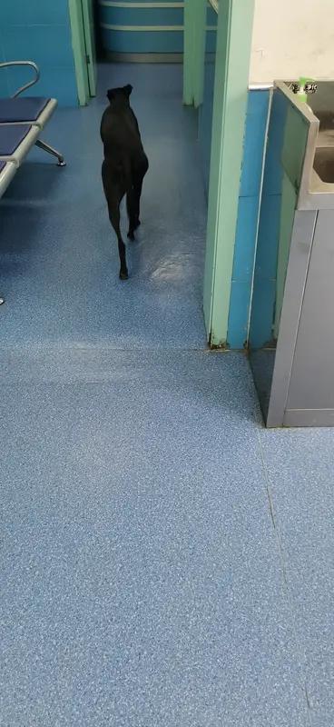 辽宁辽阳有只叫“板凳”的狗狗火了，它堪称“宠物界第一记仇汪”。八年前，年幼的它在