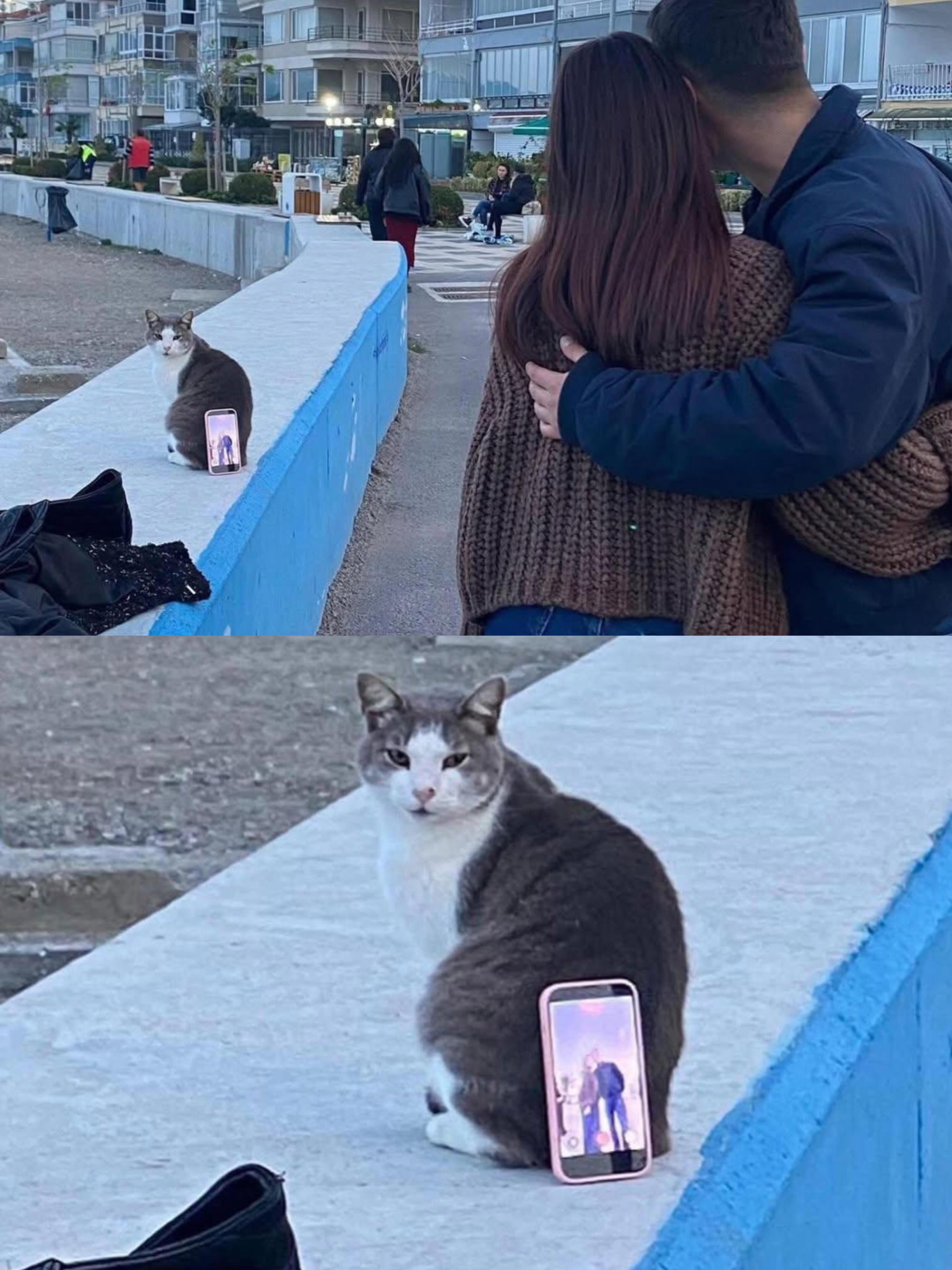 猫猫用屁股帮人类拍照