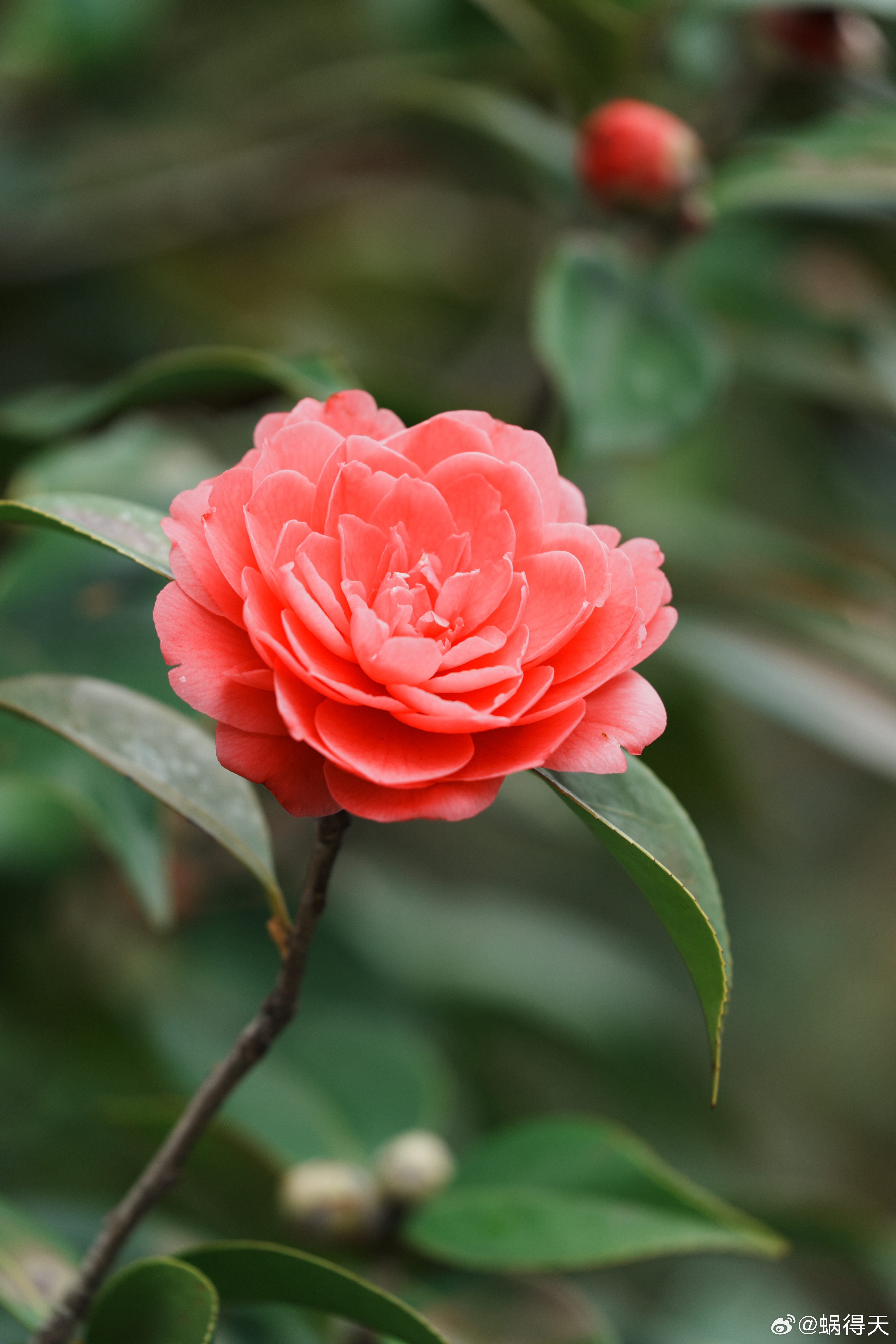 茶花怎么开了这么久？蜗的摄影日记