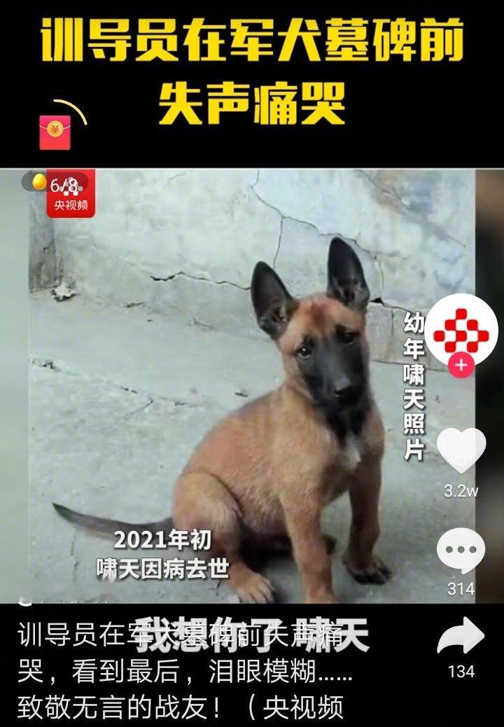 名为哮天犬的军犬在2021年初因病去世。在世时在训导员的带领下，获得军犬某项比赛