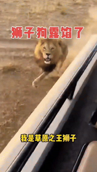 太尴尬了，在非洲的大草原上，一头健壮的雄狮凶猛的扑向一辆观光车。一开始观光车