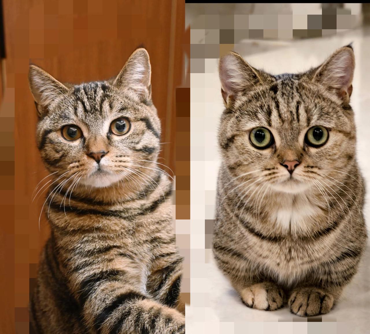 家人们谁懂啊！一直以为狸花猫就是普通小萌宠，养了半年才发现，它抓老鼠