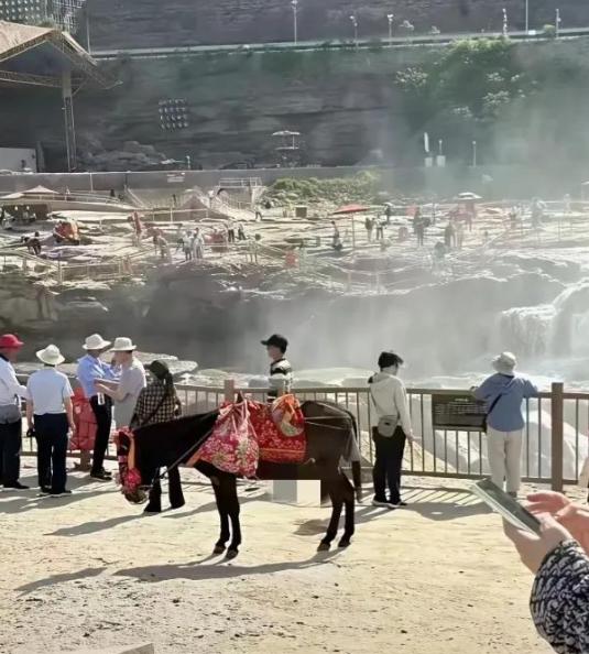 “太奇葩了！”西安壶口瀑布，一头专门驮游客拍照的毛驴因生殖器官暴露，遭到女游客的