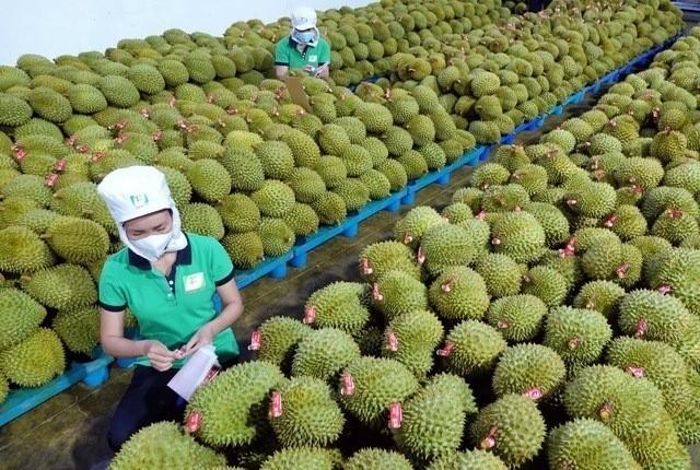 拼尽全力抢中国市场！越南榴莲疯狂逆袭，却依旧干不过泰国，中国榴莲市场正在出现一个