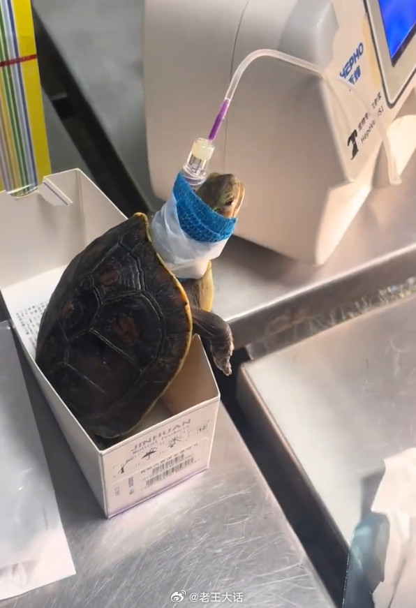 小动物生的病能有多离谱​​​