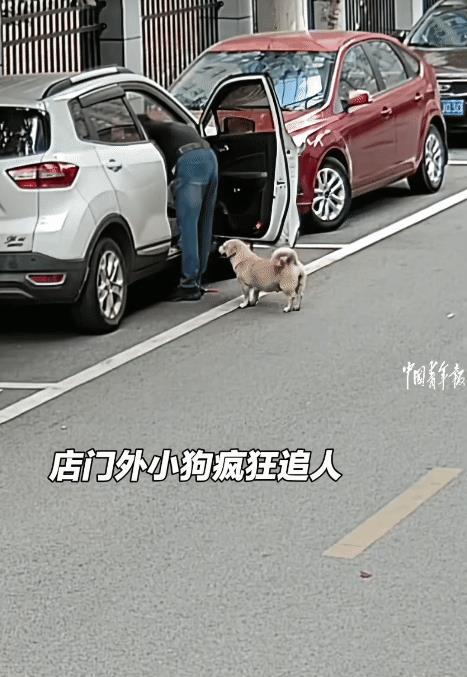 “狗子嚣张被教训！”湖南，女子骑电动车回家，突然遭狗子追。不料，狗子追完电动车回