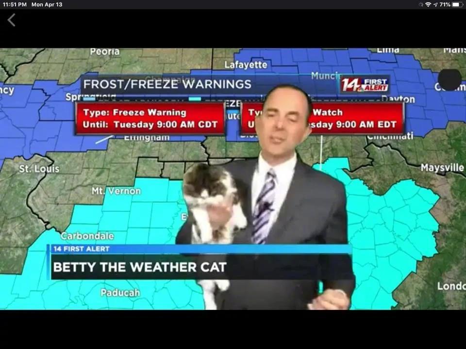 气象员被猫抢尽风头，收视率却直线飙升！猫咪帮他保住了饭碗儿…国外一气象员居家工作