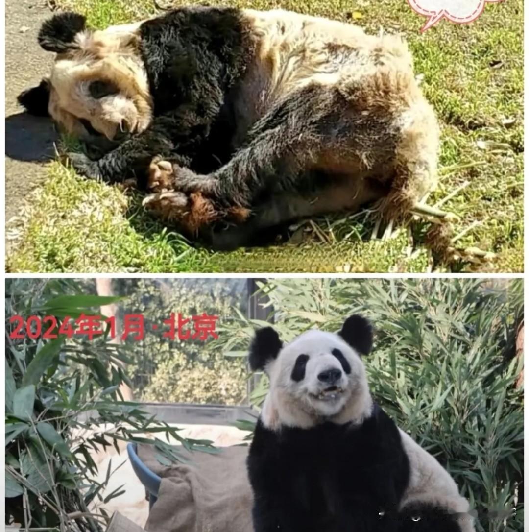 果然没有对比，就没有伤害丫丫仅回国两年就面目一新，在老美是皮包骨，真是让人心