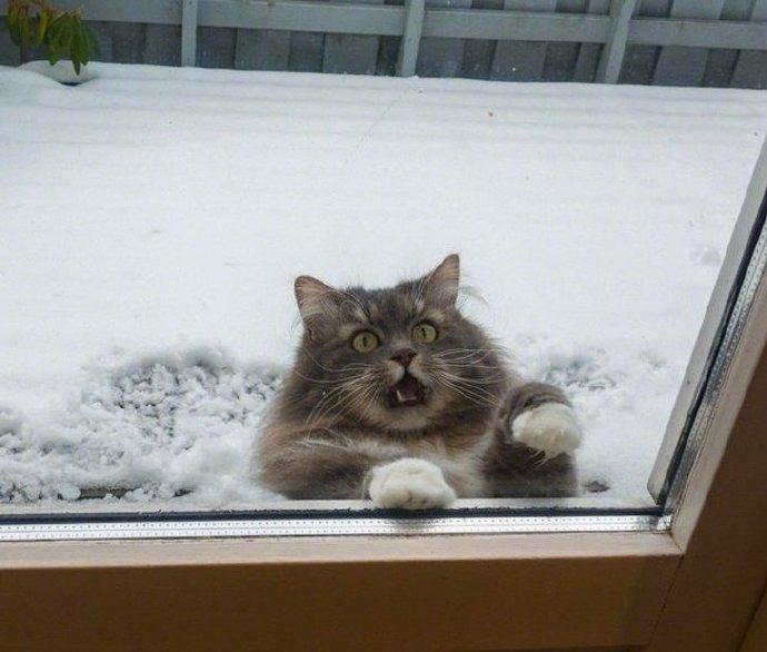 猫不溶于雪。
