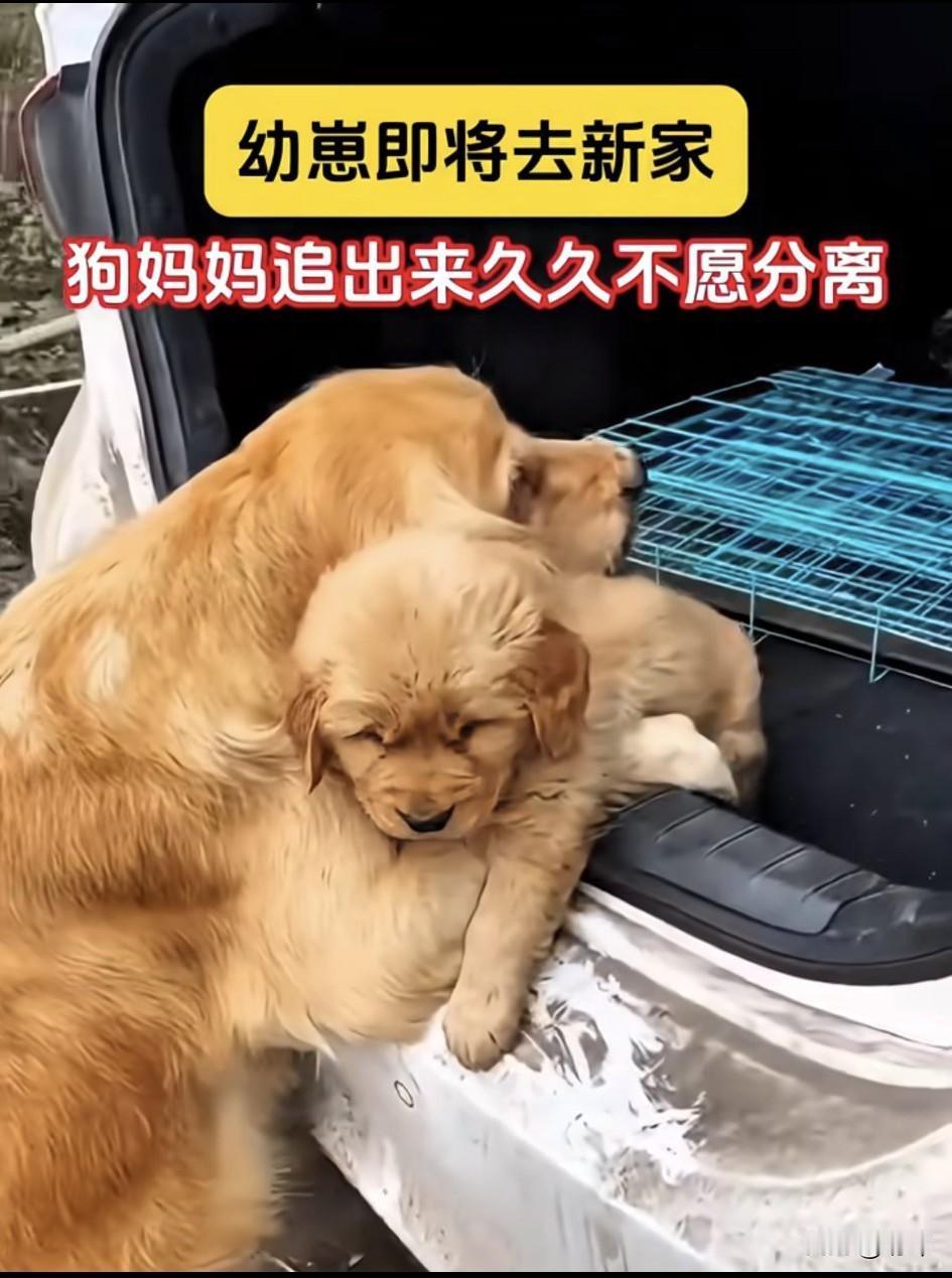 泪目了！一位大哥养了一只金毛狗狗，在他的悉心照料下，狗狗后来生了一只小奶狗，这天