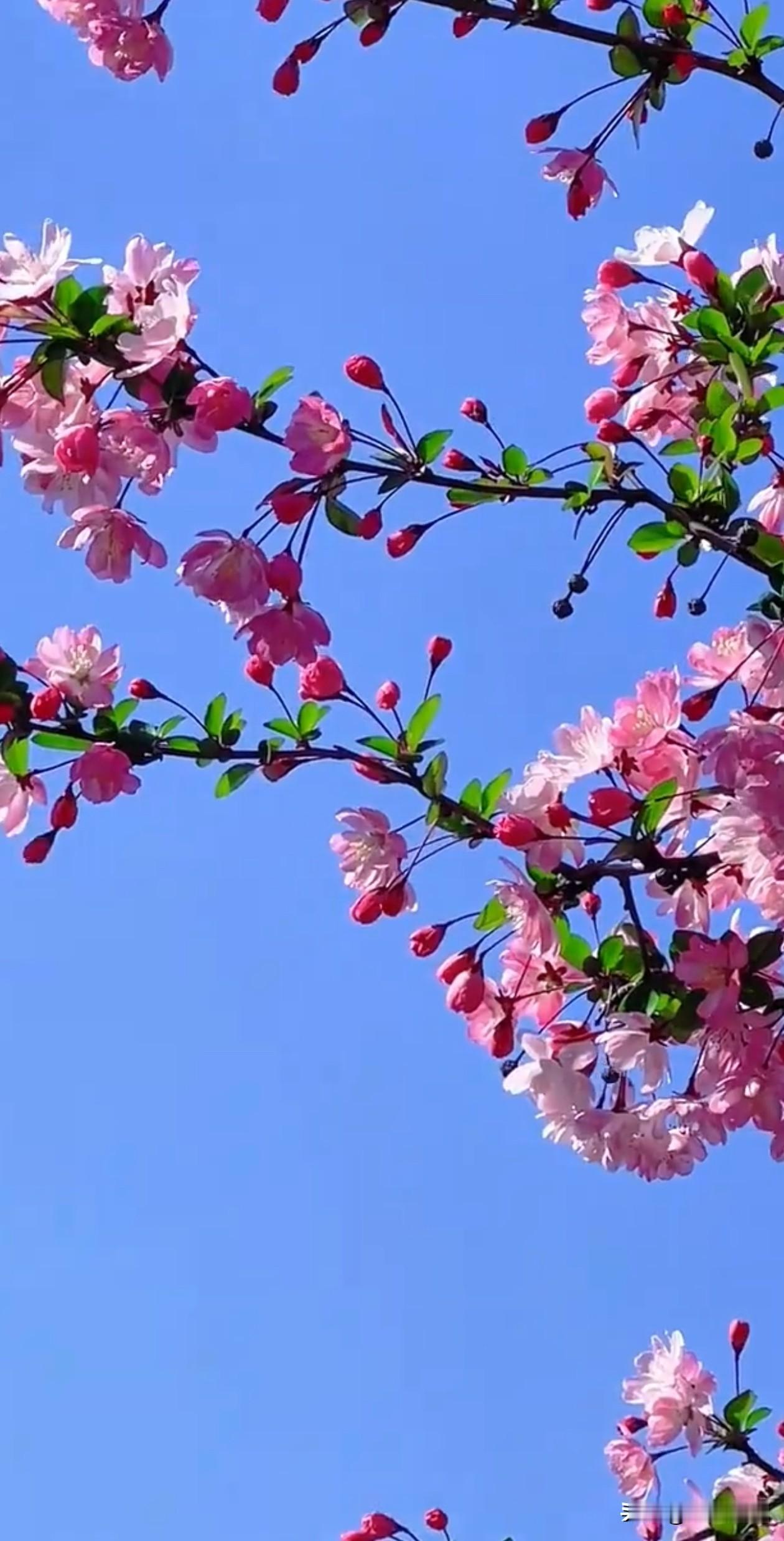 垂丝海棠斜倚在澄澈蓝天里，粉柔花瓣与深红花苞缀满枝桠，在晴光里漾着春日的温柔。它