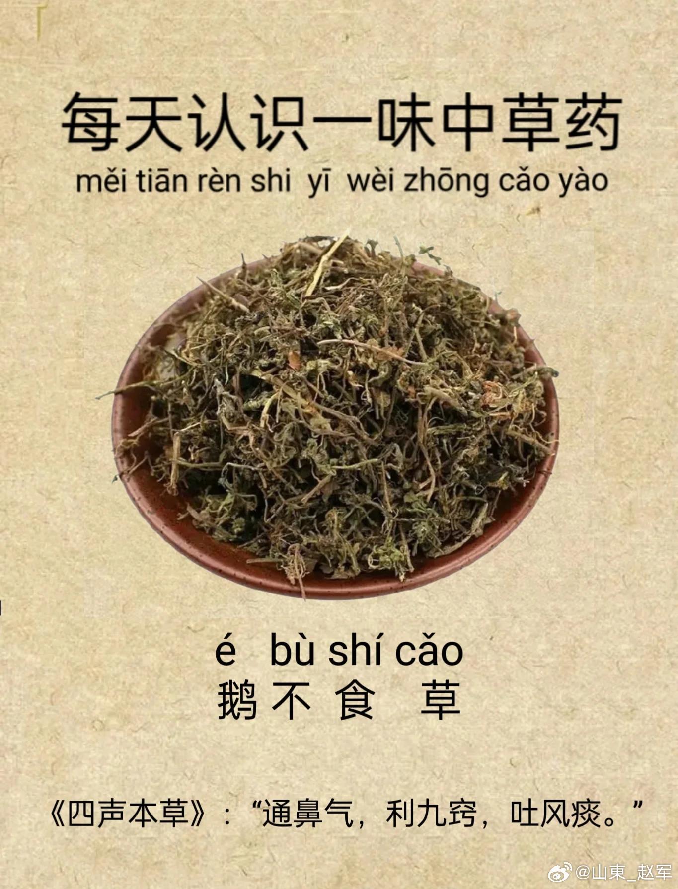 比苍耳子还猛的通窍“高手”，搭配一物，通窍又温肺，分享给你！苍耳子，可谓是众所周