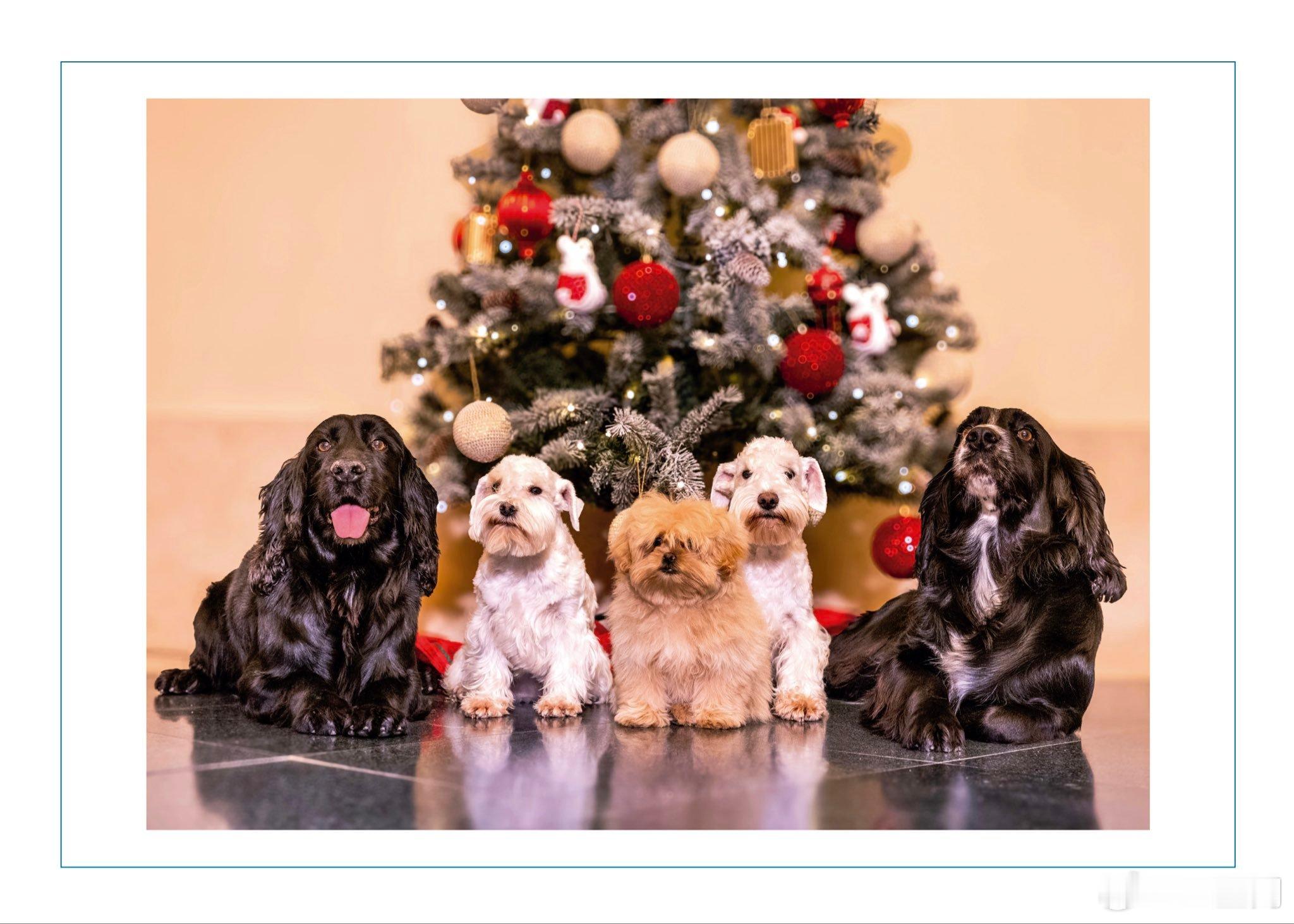 西班牙王室🇪🇸12月12日，胡安·卡洛斯国王和索菲娅王后、费利佩国王和莱蒂齐