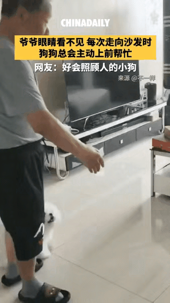 “太通人性了”！江苏，爷爷眼睛看不见，每次走向沙发时，狗狗就像是装了雷达一样，在