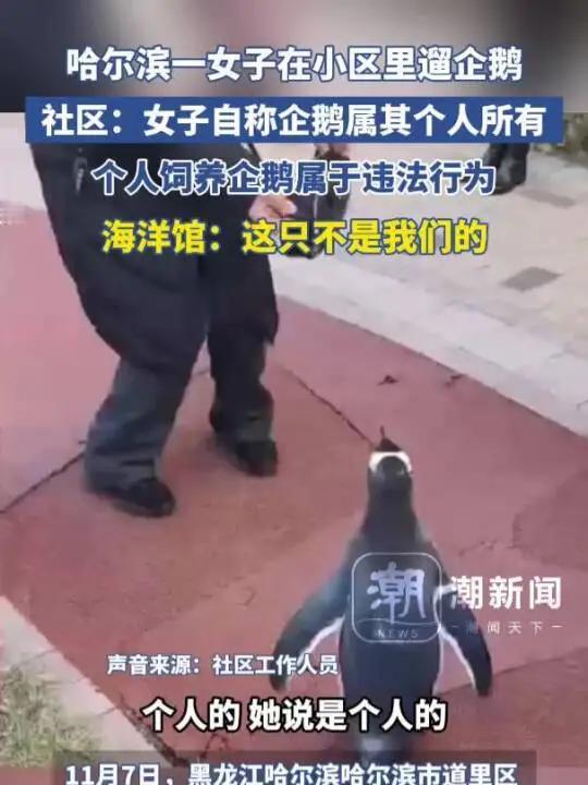 哈尔滨一女子在小区里遛企鹅？物业：并非业主；社区：女子称企鹅属其个人所有，是违法