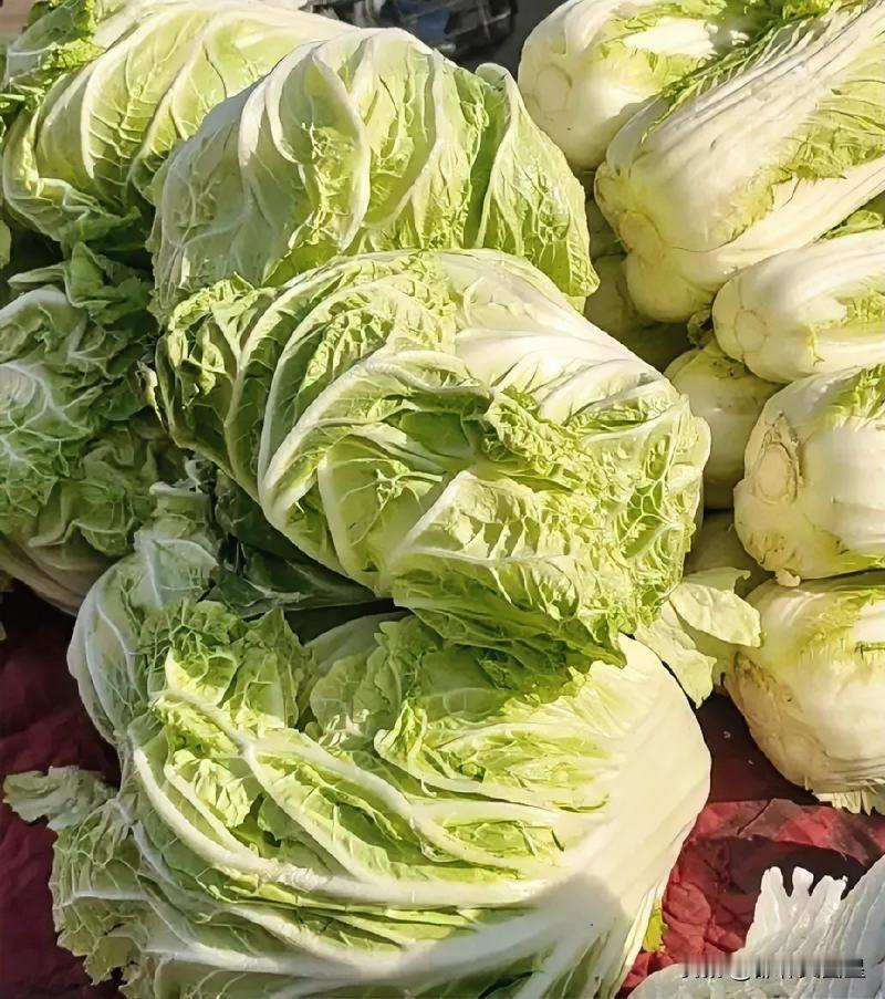 白菜今天又涨了！今天是12月9日，刚从市场买菜回，发现白菜又涨价了，昨天我买了