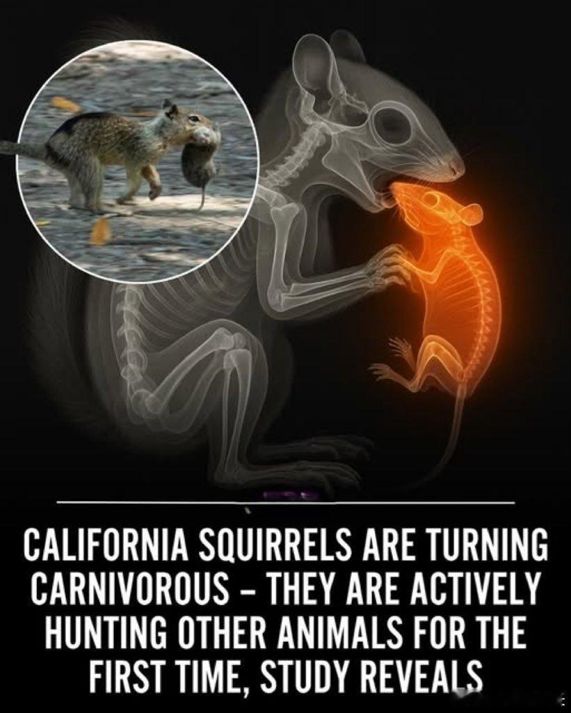 在加州布里奥内斯地区公园，研究人员记录到一种前所未见的行为：一向以坚果、种子为食